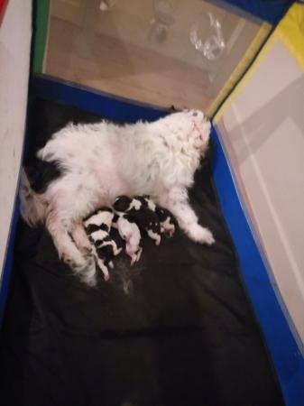 17 day old Jack Russell pups for sale 2 girls and 2 boys for sale in Merthyr Tydfil, Merthyr Tydfil - Image 1