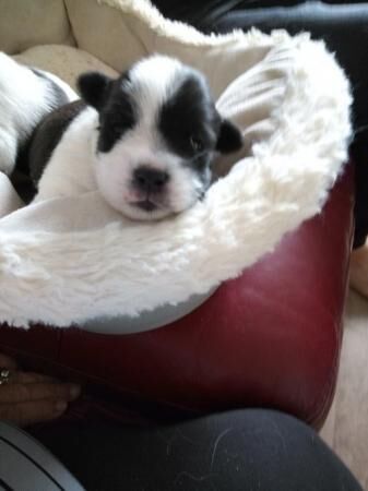 17 day old Jack Russell pups for sale 2 girls and 2 boys for sale in Merthyr Tydfil, Merthyr Tydfil - Image 2