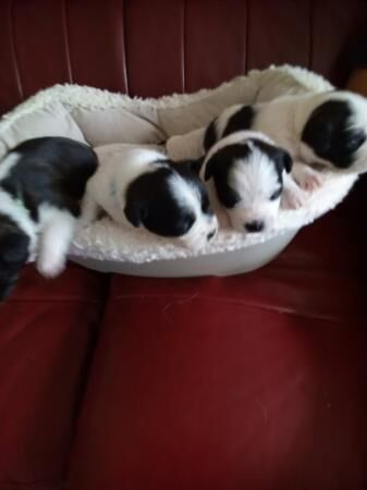 17 day old Jack Russell pups for sale 2 girls and 2 boys for sale in Merthyr Tydfil, Merthyr Tydfil - Image 3