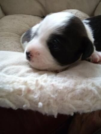 17 day old Jack Russell pups for sale 2 girls and 2 boys for sale in Merthyr Tydfil, Merthyr Tydfil - Image 5