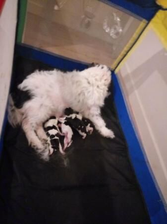 17 day olds Russell puppies 2 boys and 2 girls for sale in Merthyr Tydfil, Merthyr Tydfil - Image 1