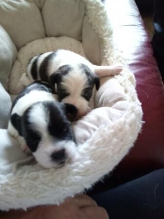 17 day olds Russell puppies 2 boys and 2 girls for sale in Merthyr Tydfil, Merthyr Tydfil - Image 2