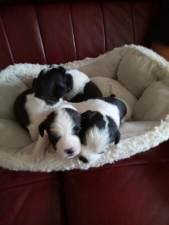 17 day olds Russell puppies 2 boys and 2 girls for sale in Merthyr Tydfil, Merthyr Tydfil - Image 3