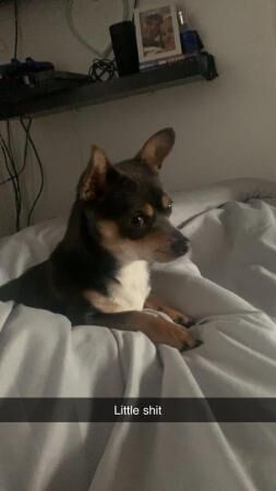 17 month old cross Jack russel chihuahua for sale in Birmingham, West Midlands - Image 1