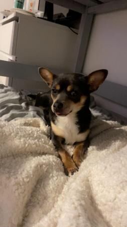 17 month old cross Jack russel chihuahua for sale in Birmingham, West Midlands - Image 3