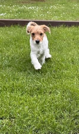 17 week old male jack Russell x puppy for sale in Lincoln, Lincolnshire