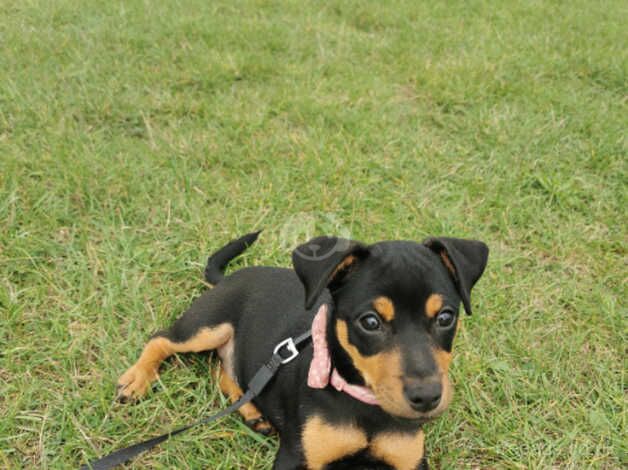 17 weeks Jack russell for sale in Rainham, Havering, Greater London