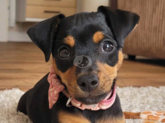 17 weeks Jack russell for sale in Rainham, Havering, Greater London - Image 3