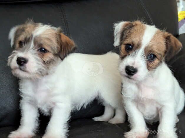 2 adorable sisters. for sale in Ebbw Vale/Glyn Ebwy, Blaenau Gwent