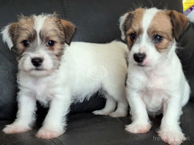 2 adorable sisters. for sale in Ebbw Vale/Glyn Ebwy, Blaenau Gwent - Image 2