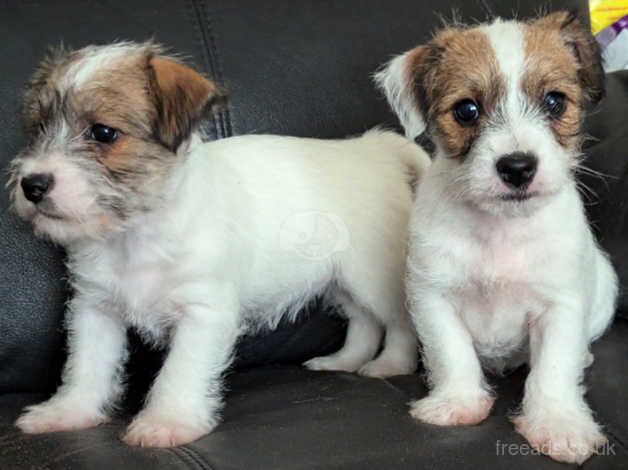 2 adorable sisters. for sale in Ebbw Vale/Glyn Ebwy, Blaenau Gwent - Image 3