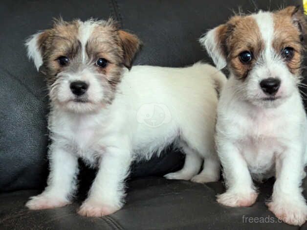 2 adorable sisters. for sale in Ebbw Vale/Glyn Ebwy, Blaenau Gwent - Image 4