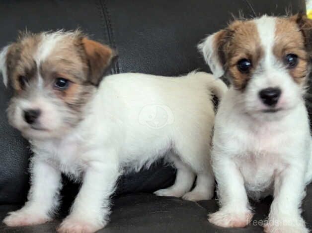 2 adorable sisters. for sale in Ebbw Vale/Glyn Ebwy, Blaenau Gwent - Image 5