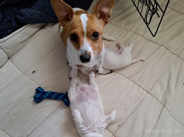 2 beautiful girl jack Russell's for sale in Colchester, Essex - Image 1