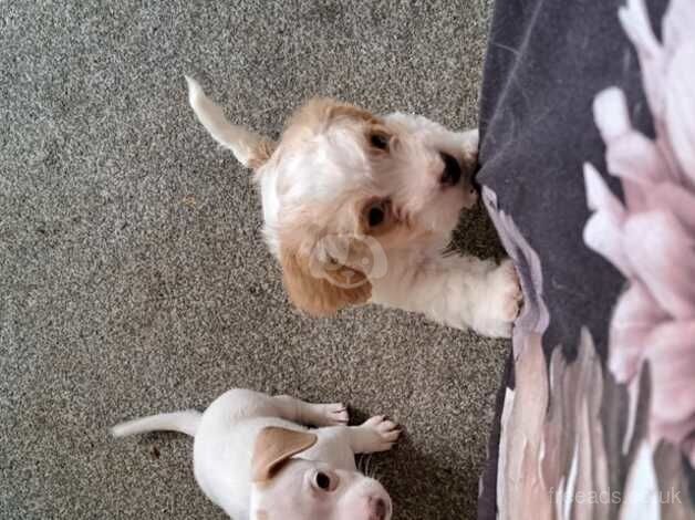 2 beautiful girl jack Russell's for sale in Colchester, Essex - Image 2