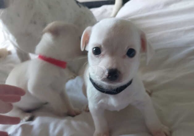 2 beautiful jack Russell jackchis puppys for sale in Telford, Shropshire