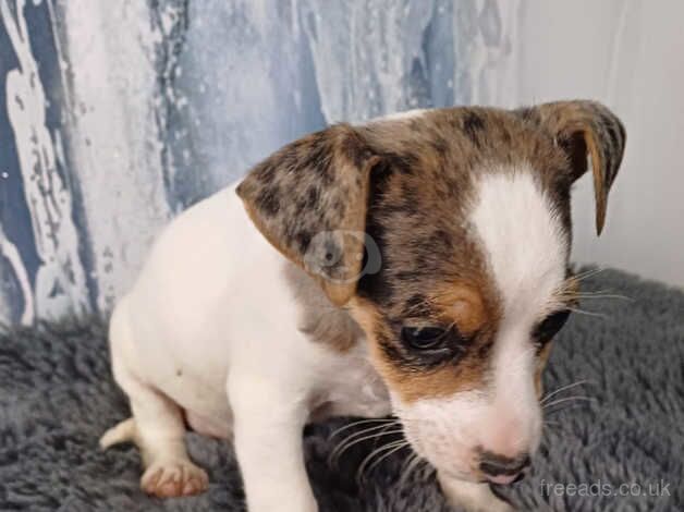 2 beautiful Jack Russell puppies for sale in Bewdley, Worcestershire