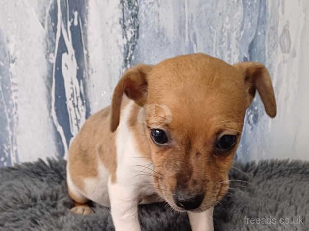 2 beautiful Jack Russell puppies for sale in Bewdley, Worcestershire - Image 2