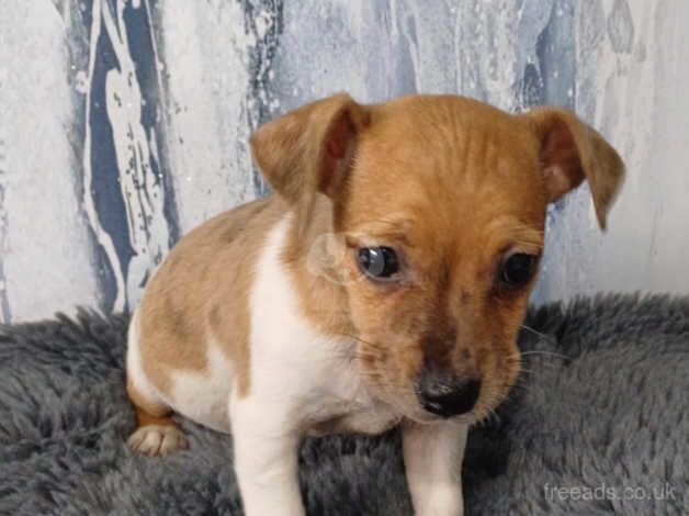 2 beautiful Jack Russell puppies for sale in Bewdley, Worcestershire - Image 4