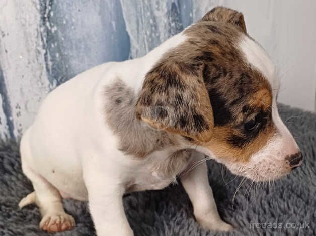 2 beautiful Jack Russell puppies for sale in Bewdley, Worcestershire - Image 5