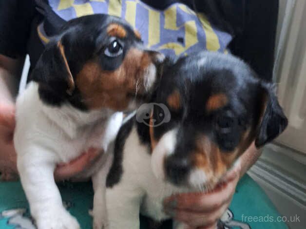 2 Beautiful mini jack russell Bitches for sale in Bishop Auckland, County Durham