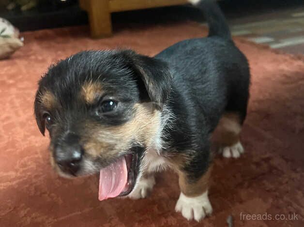 2 boy jack russell puppies for sale in Barnsley, South Yorkshire