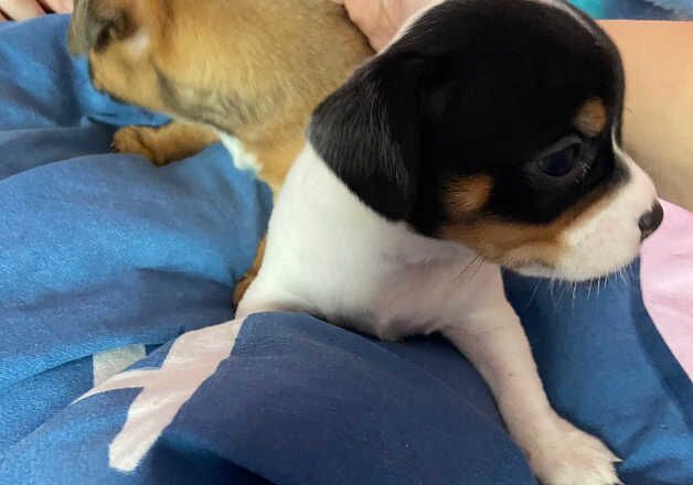 2 boys puppy for sale in Addlestone, Surrey