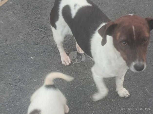 2 female jack russel puppies for sale in Oxford, Oxfordshire