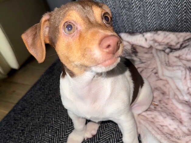 2 female jack russle puppies for sale in Willenhall, West Midlands - Image 4