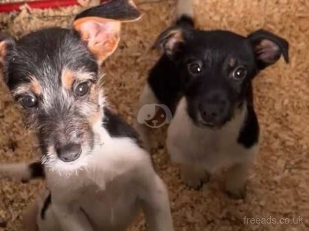 2 girl jack Russell's looking for there forever home for sale in Borehamwood, Hertfordshire