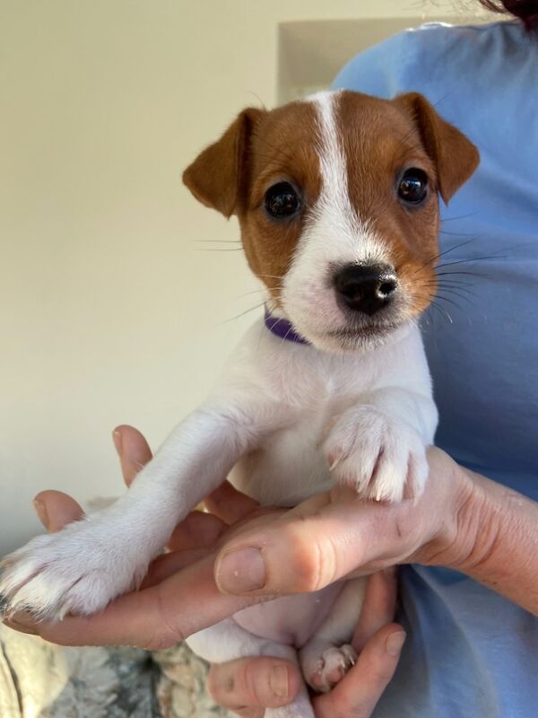 2 Gorgeous Bitch pups for sale in Holsworthy, Devon - Image 3