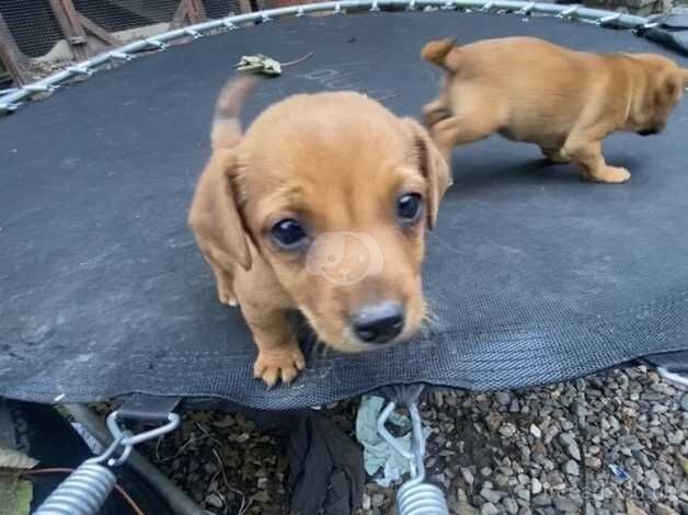 Jack Russell Puppies for sale in Devon