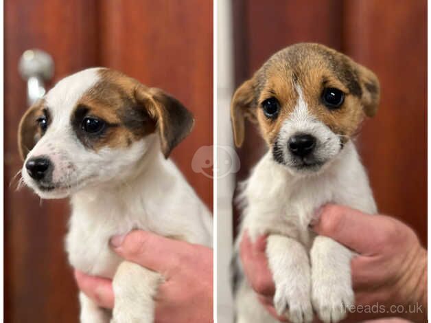 2 Jack Russell girls for sale in Leeds, West Yorkshire