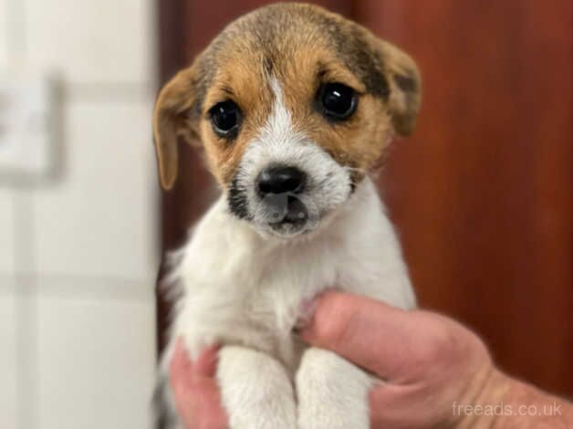 2 Jack Russell girls for sale in Leeds, West Yorkshire - Image 2