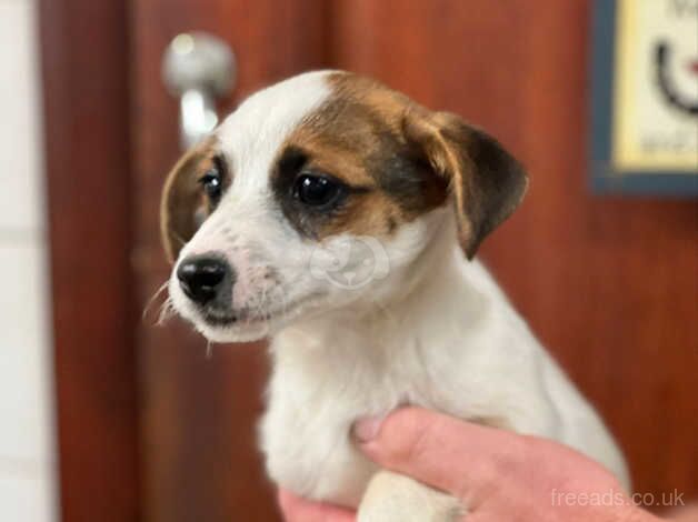 2 Jack Russell girls for sale in Leeds, West Yorkshire - Image 3