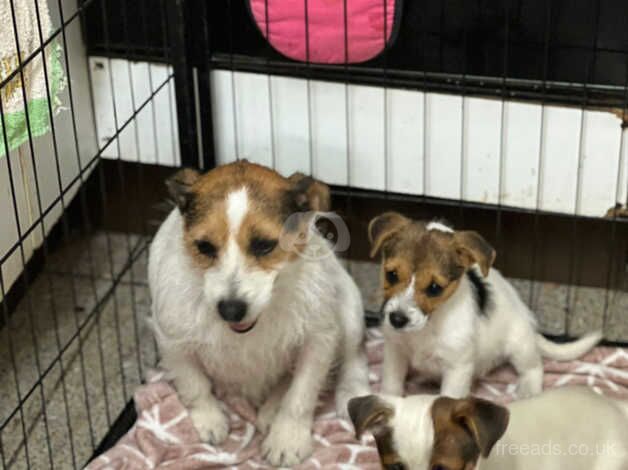 2 Jack Russell girls for sale in Leeds, West Yorkshire - Image 4