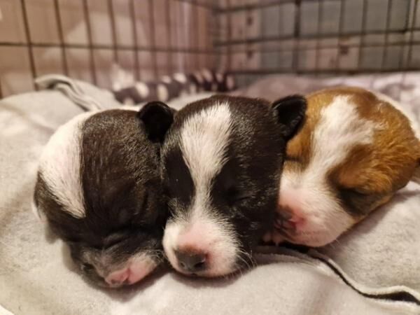 2 Jack Russell Puppies For Sale in Wolverhampton, West Midlands - Image 1