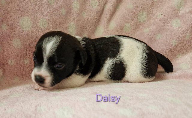 2 Jack Russell Puppies For Sale in Wolverhampton, West Midlands - Image 2