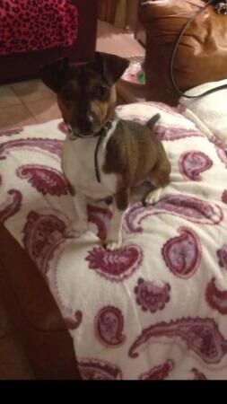 2 Jack Russell Puppies For Sale in Wolverhampton, West Midlands - Image 4
