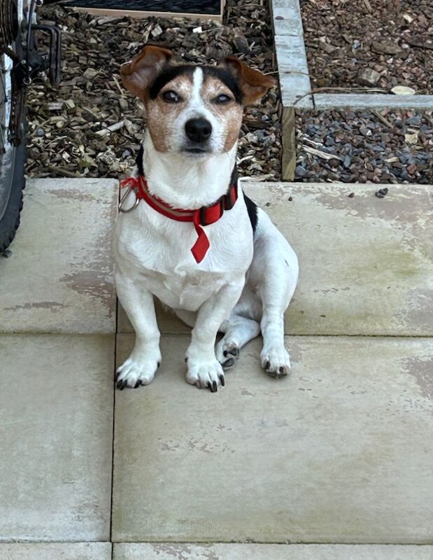 2 Jack Russell terriers for sale in Cullompton, Devon