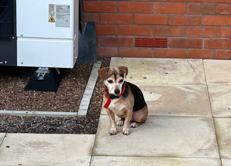 Jack Russells for sale in Cullompton, Devon