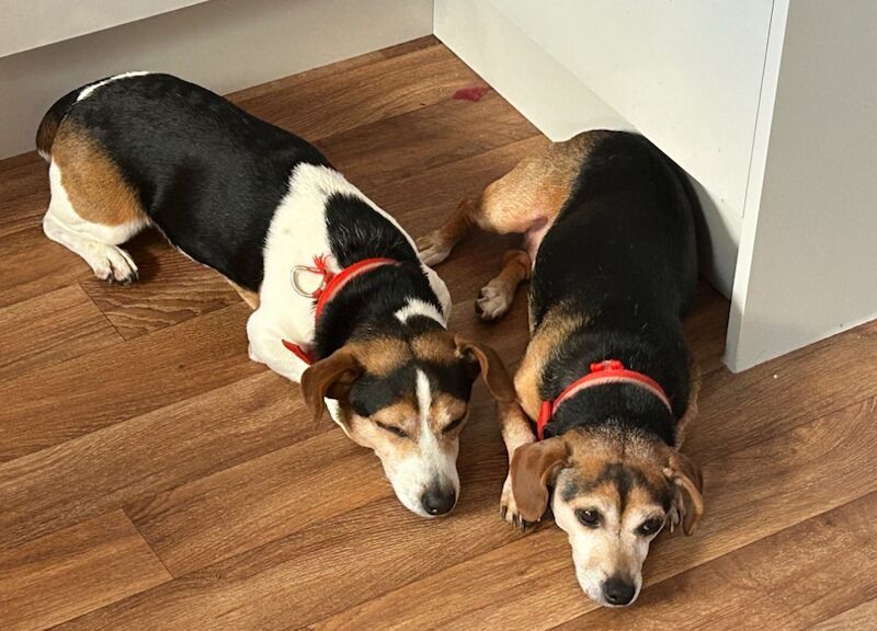 2 Jack Russell terriers for sale in Cullompton, Devon - Image 3