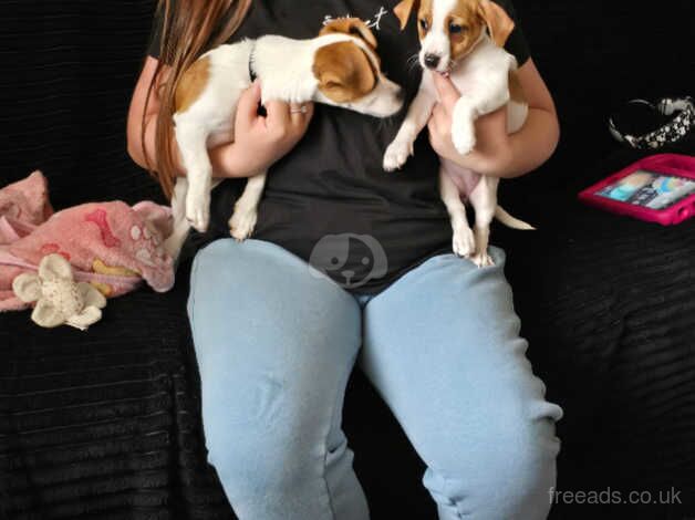 2 Jack russells for sale in Barnsley, South Yorkshire