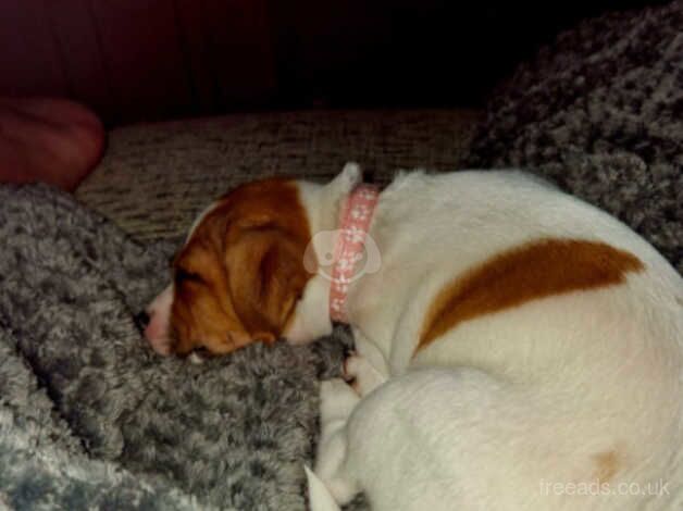 Jack Russell Puppies for sale in South Yorkshire