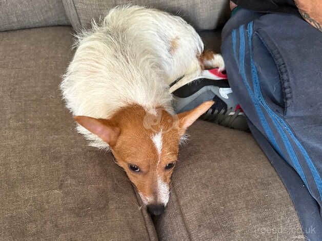 2 Jack Russell's for sale in Dagenham, Barking & Dagenham, Greater London