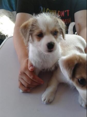 2 Jackapoo Pups For Sale. 2 Boy's. (Jackapoo x Jack Russell) for sale in Alford, Lincolnshire