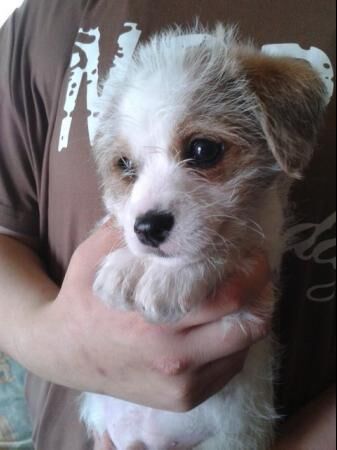 2 Jackapoo Pups For Sale. 2 Boy's. (Jackapoo x Jack Russell) for sale in Alford, Lincolnshire - Image 2