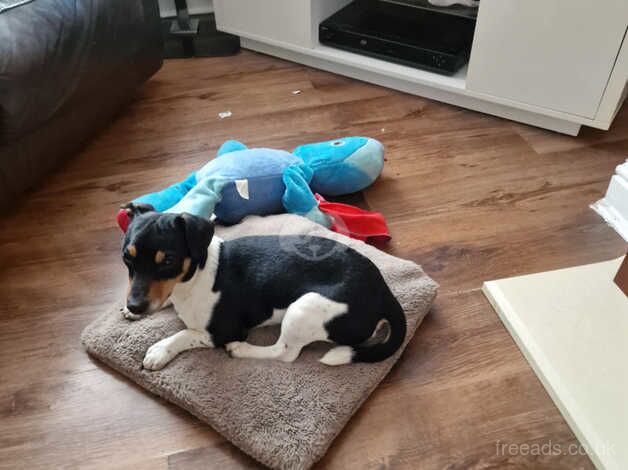 2 male jack russell puppies for sale in Walsall, West Midlands