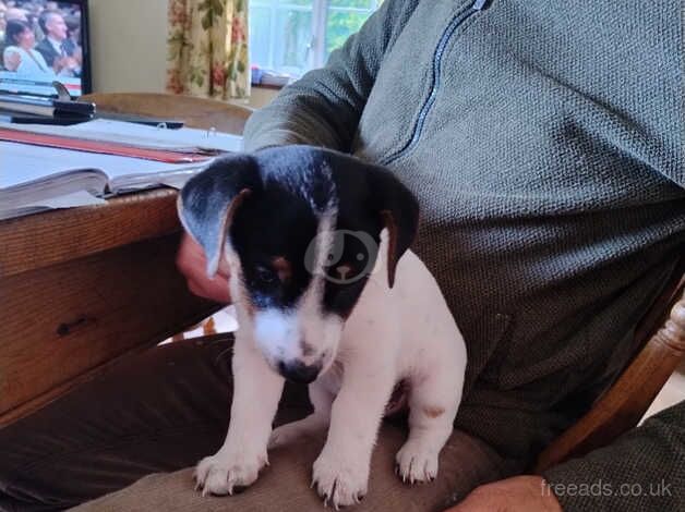 2 tri coloured boys available, mum and grandma can be seen for sale in Bridgwater, Somerset