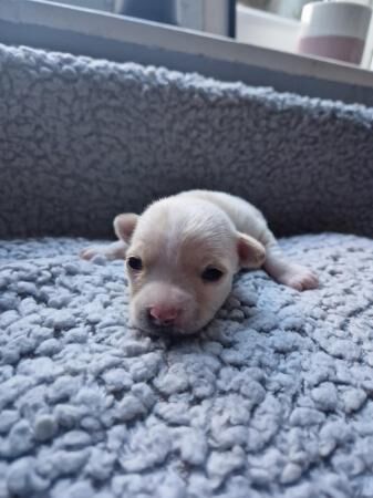 2 week old chihuahua x Jack Russell puppies. for sale in Rawtenstall, Lancashire - Image 2
